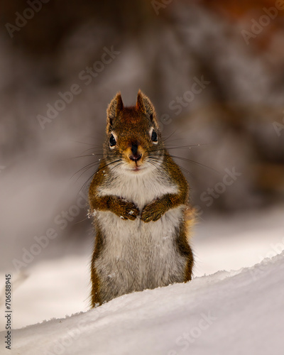 Squirrel Photo and Image.  Close-up front view sitting on snow and looking at camera with a soft background in its environment and habitat displaying brown fur, big eyes, nose, whiskers and paws.