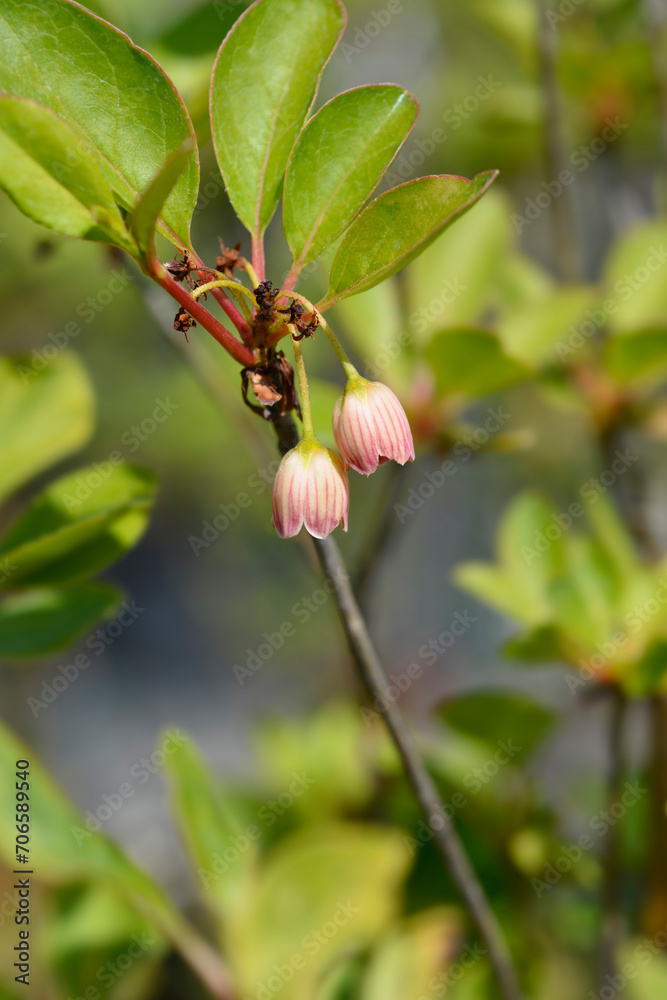 Obraz premium Red-vein enkianthus flowers