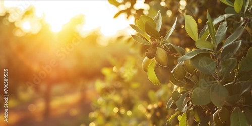 As the Sun Sets, Almonds Flourish in a Nut Tree Plantation: Organic Farming Yields Fresh and Ripe Almond Nuts, a Healthy and Delicious Snack, Generative AI