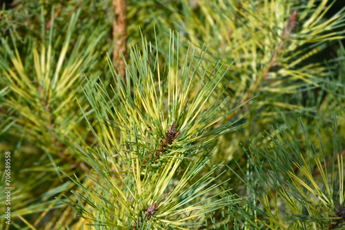 Dragons-eye Pine branches