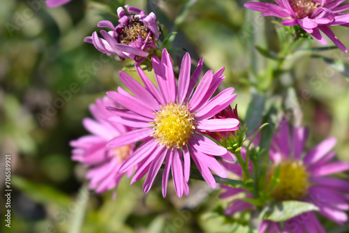 Aster Bahamas flowers