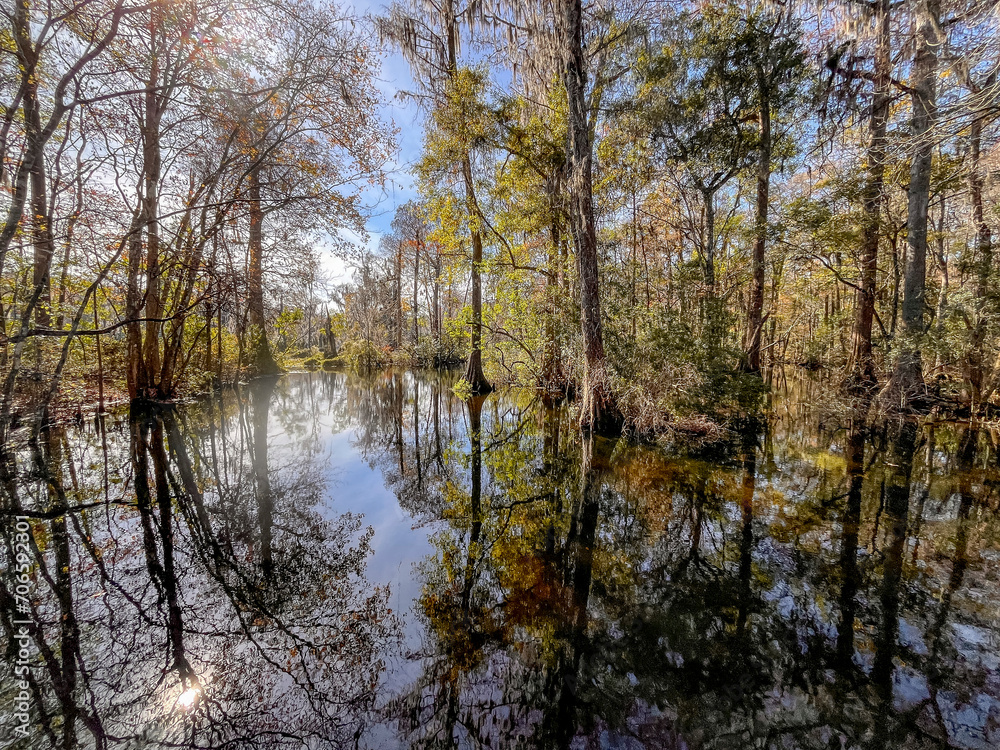 A cypress swamp along a Florida river with trees reflecting in the water.