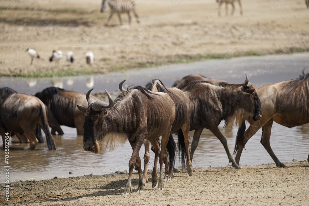 african wildlife, gnus, antelope, water african wildlife, gnus, antelope, water