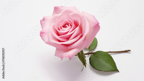  pink rose isolated on white background