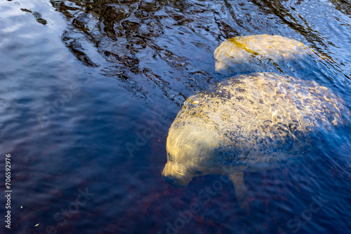 A manatee cow and calf in clear dark water.