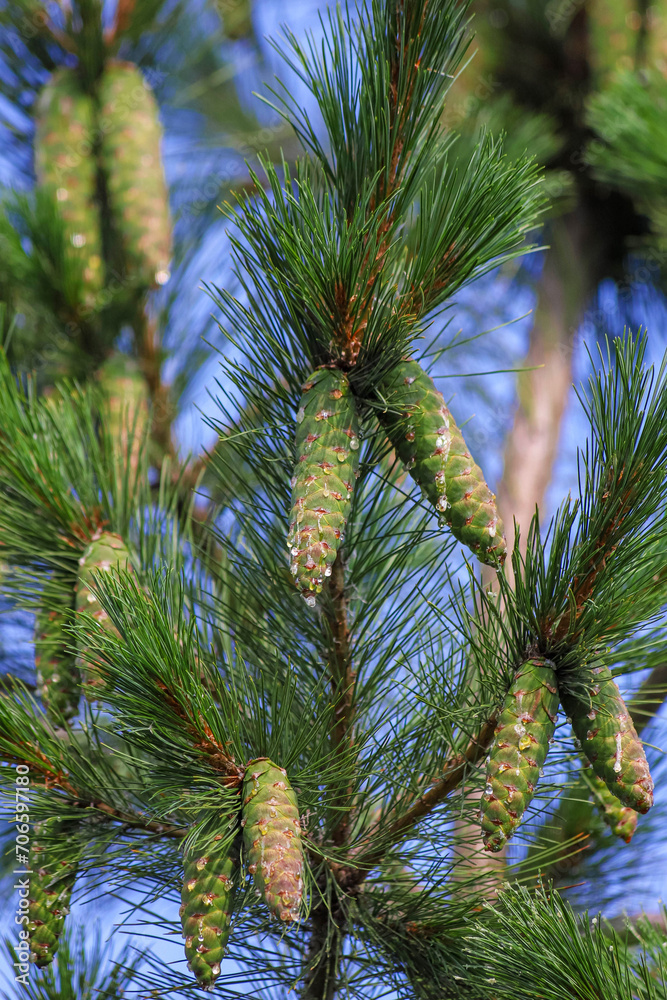Foliage and green cones of Macedonian pine - Pinus peuce - as a natural green background Foliage and green cones of Macedonian pine - Pinus peuce - as a natural green background