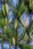 Foliage and green cones of Macedonian pine - Pinus peuce - as a natural green background