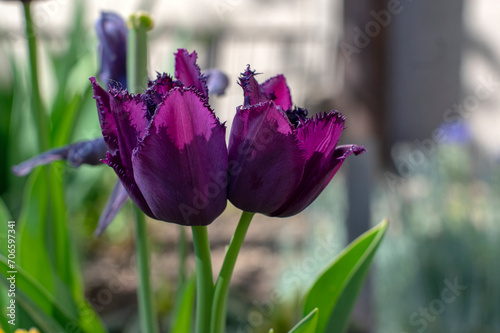 Dark purple red fringed crispa Curly Sue tulips in bloom, beautiful ornamental tulip flowers in bloom photo