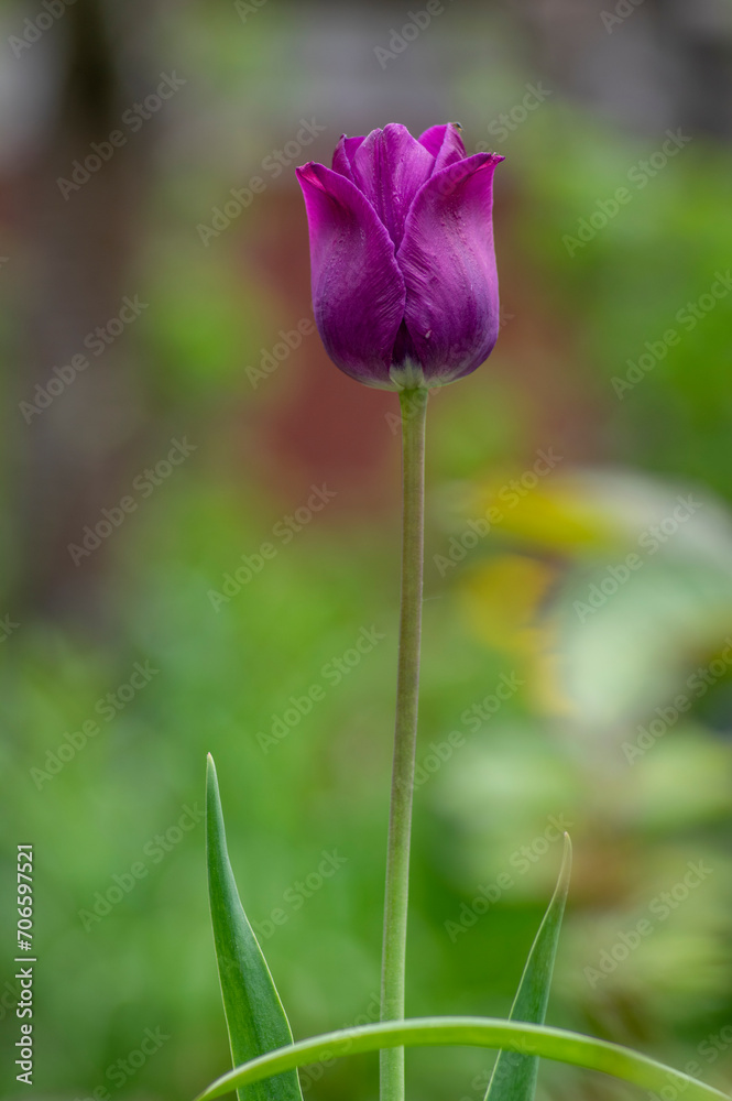 Bright purple color country Darwin tulips in bloom, bouquet of springtime flowering plants in the ornamental garden