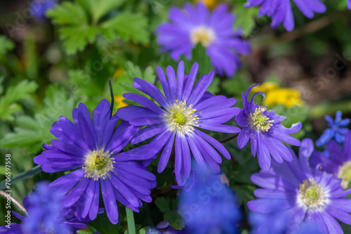 Anemone blanda Grecian winter windflower flowers in bloom  beautiful ornamental blue purple violet plant in bloom in springtime