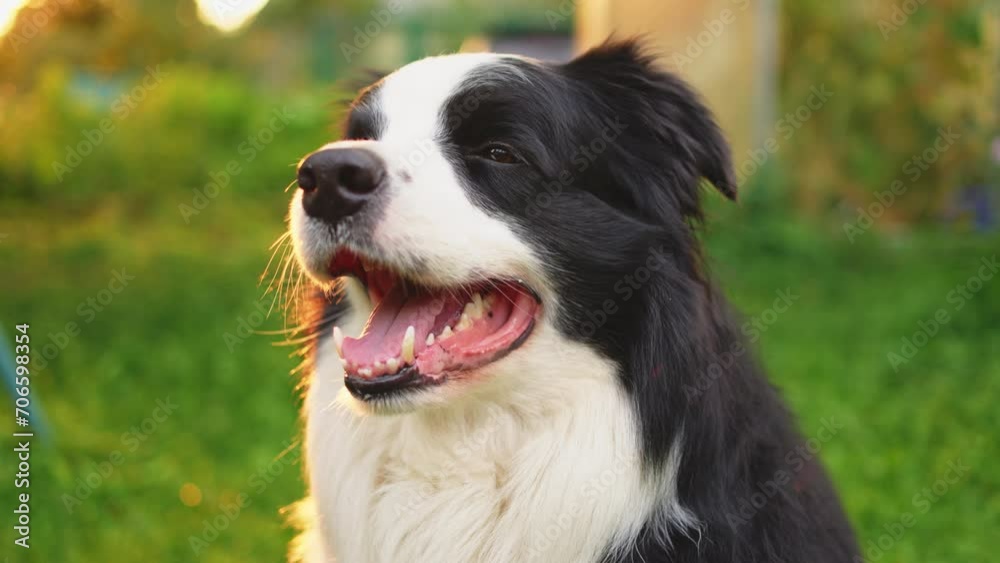Outdoor portrait of cute smiling puppy border collie sitting on park background. Little dog with funny face in sunny summer day outdoors. Pet care and funny animals life concept Outdoor portrait of cute smiling puppy border collie sitting on park background. Little dog with funny face in sunny summer day outdoors. Pet care and funny animals life concept