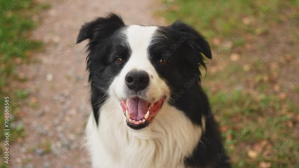 Outdoor portrait of cute smiling puppy border collie sitting on park background. Little dog with funny face in sunny summer day outdoors. Pet care and funny animals life concept Outdoor portrait of cute smiling puppy border collie sitting on park background. Little dog with funny face in sunny summer day outdoors. Pet care and funny animals life concept