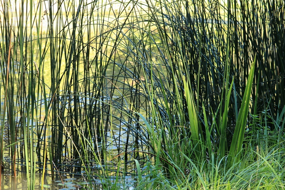 Naklejka premium Trzciny