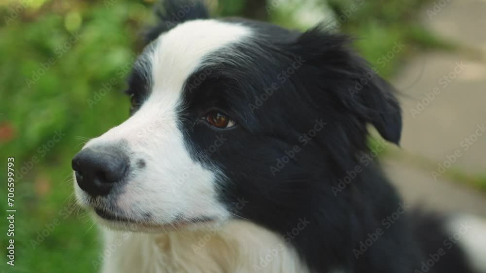 Outdoor portrait of cute smiling puppy border collie sitting on park background. Little dog with funny face in sunny summer day outdoors. Pet care and funny animals life concept Outdoor portrait of cute smiling puppy border collie sitting on park background. Little dog with funny face in sunny summer day outdoors. Pet care and funny animals life concept