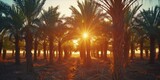 As the Sun Sets, Dew-Kissed Dates Flourish in a Lush Plantation: Organic Farming Yields Fresh and Ripe Date Fruits, Nature's Sweet Treasures., Generative AI
