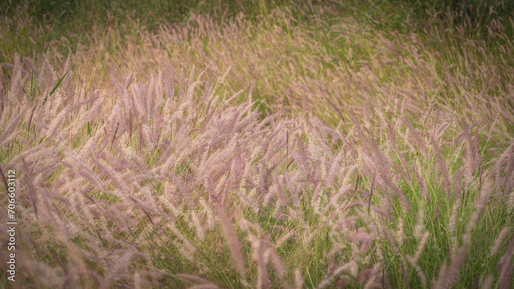 Muhlenbergia capillaris or perennail grass Muhlenbergia capillaris or perennail grass