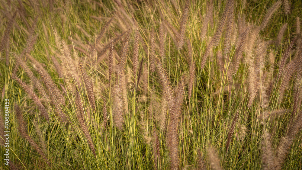 Muhlenbergia capillaris or perennail grass Muhlenbergia capillaris or perennail grass