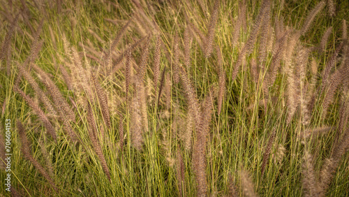 Muhlenbergia capillaris or perennail grass