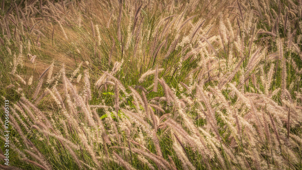 Muhlenbergia capillaris or perennail grass Muhlenbergia capillaris or perennail grass