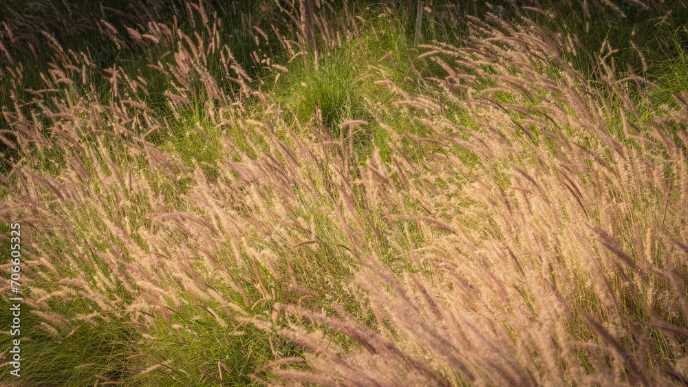 Muhlenbergia capillaris or perennail grass