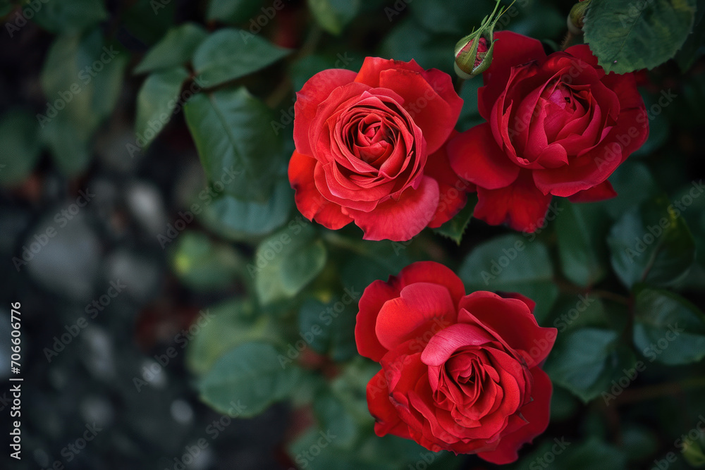 Obraz premium rosier avec rose de couleur rouge, symbole de l'amour