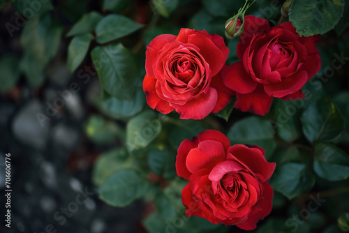 rosier avec rose de couleur rouge  symbole de l amour