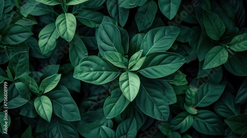 Close-up of Green Plant Leaves, Detailed View of a Healthy Botanical Organism