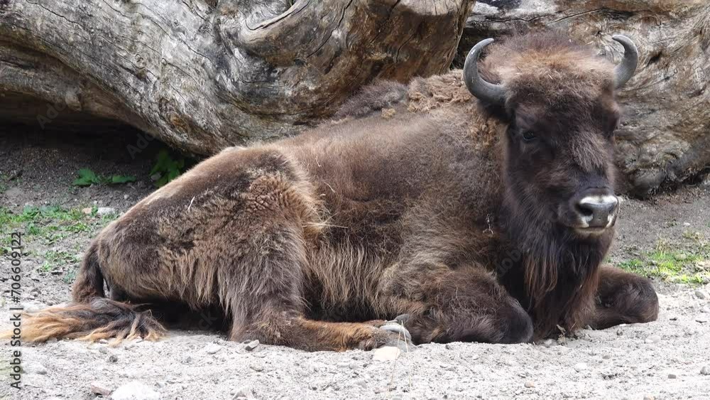 young bison and starling birds living in nature young bison and starling birds living in nature