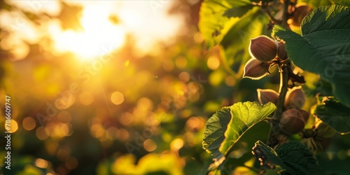 As the Sun Sets, a Flourishing Hazelnut Tree Plantation: Organic Farming Yields Fresh, Ripe Hazelnuts, Natures Nutty Delights Loved by Squirrels, Generative AI