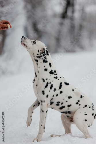 a Dalmatian dog on the street in winter