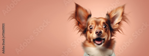 Excited Papillon Dog with Ears Blowing in Wind on Peach Background