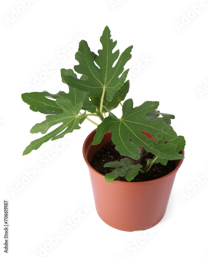 Fig plant with green leaves in pot isolated on white