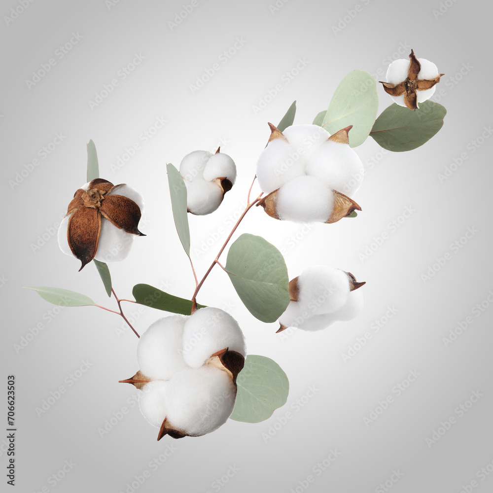 Cotton flowers and eucalyptus leaves falling on light grey gradient background