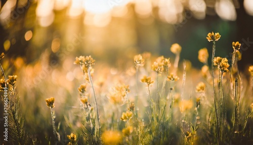 relaxing soft focus sunset field landscape of yellow flowers grass meadow warm golden hour sunset sunrise tranquil spring summer nature closeup and blurred forest background idyllic floral bloom
