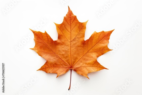 A single maple leaf on a white background