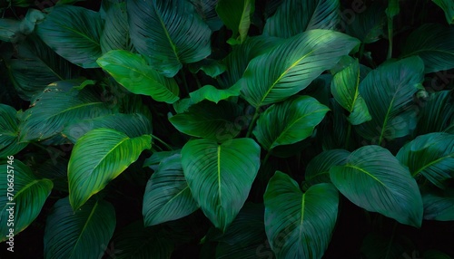 leaves of spathiphyllum cannifolium in the garden abstract green texture nature dark tone background tropical leaf photo