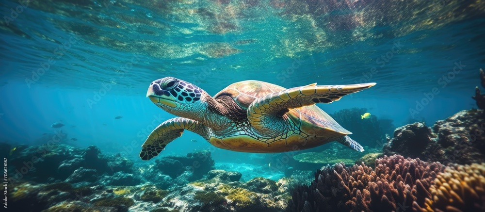 Fototapeta premium Hawksbill Sea Turtle in Bali taking a breath.
