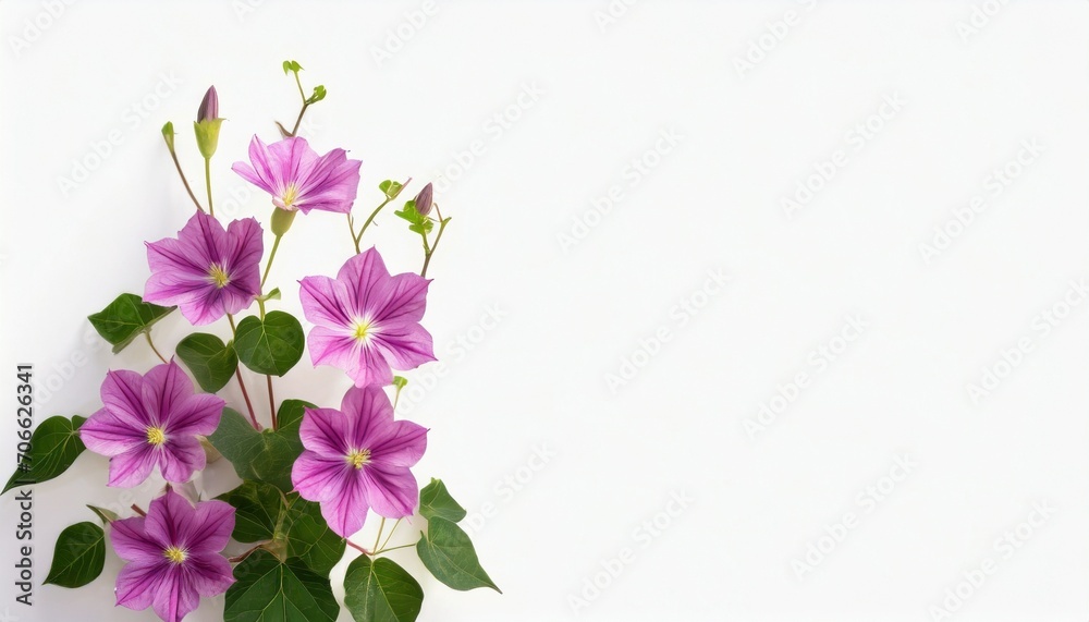 moonflower flowers on background isolated with copy space