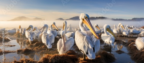 A big flock of Fighting Pelicans in Moss Landing State Wildlife Area, Monterrey Bay, California. photo