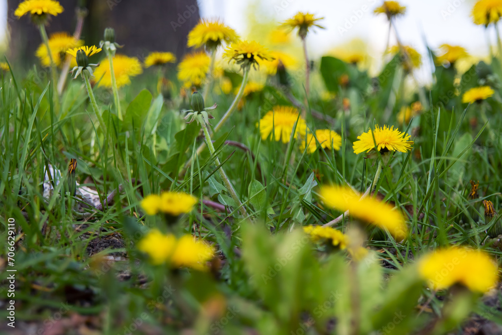 Fototapeta premium Yellow dandelion flowers in the field