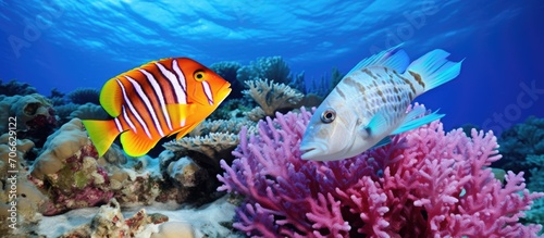 Marine creatures, like tropical fish and corals, in the ocean, seen while snorkeling and taking underwater photos.