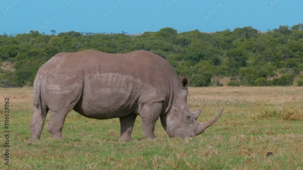 Rare Southern White Rhino in Kenyan Conservancy Rare Southern White Rhino in Kenyan Conservancy