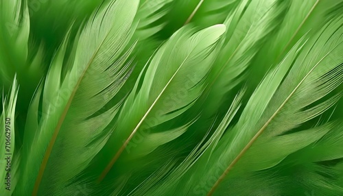 beautiful abstract green feathers background feather texture