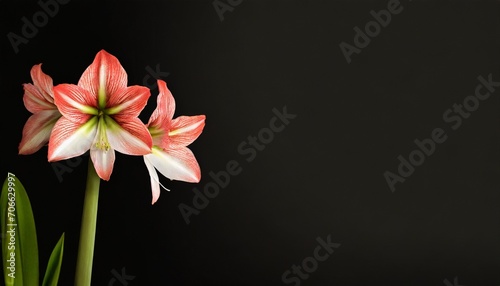 amaryllis flowers on background isolated with copy space