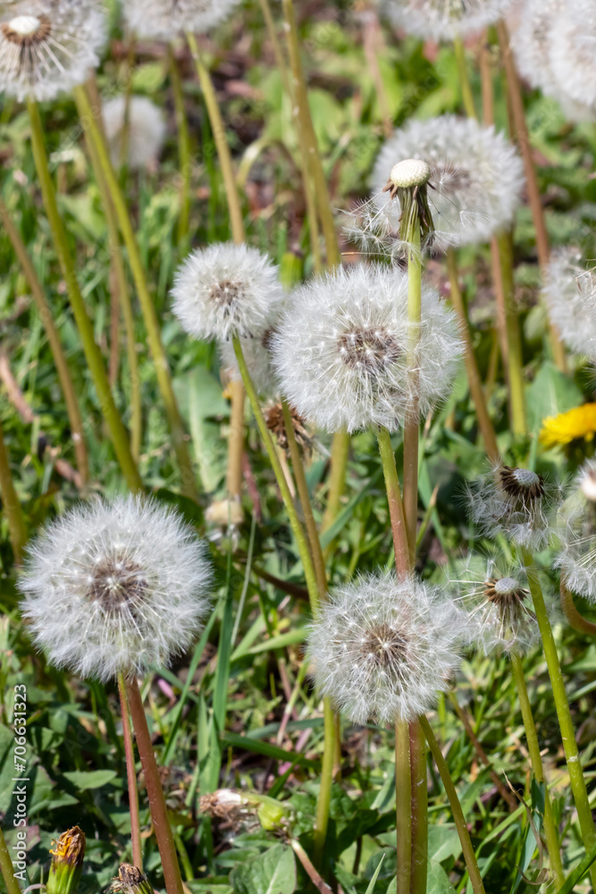 Background of white fluffy dandelions in sunlight Background of white fluffy dandelions in sunlight