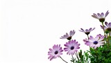 osteospermum flowers on background isolated with copy space