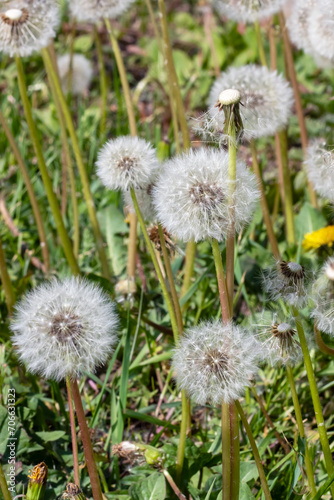 Background of white fluffy dandelions in sunlight