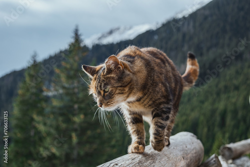 cat in the mountains