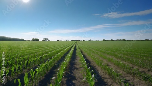 green rows of sprouted corn on a private agricultural field