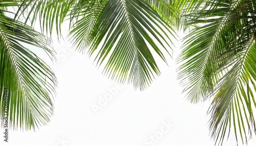 tropical palm leaf isolated on white background coconut leaves for summer background photo